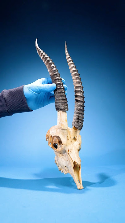 What's Inside an Antelope Horn?