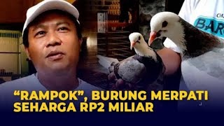 MERPATI Rampok ||perjalanan  Merpati Rampok seharga 2 MILIYAR