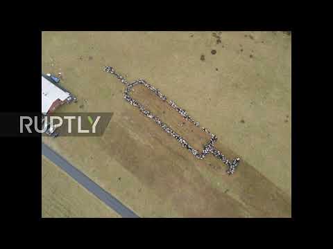 Germany: 700 sheep and goats herded into giant syringe to promote vaccination *STILLS*