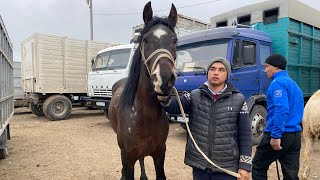 Шымкент Мал базар. Жылқы Айғыр Бие Құнан Құнажын Тай Байтал 20.03.2024