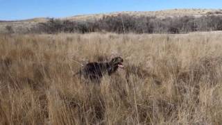 Pheasant hunt with my wirehaired pointing griffon.