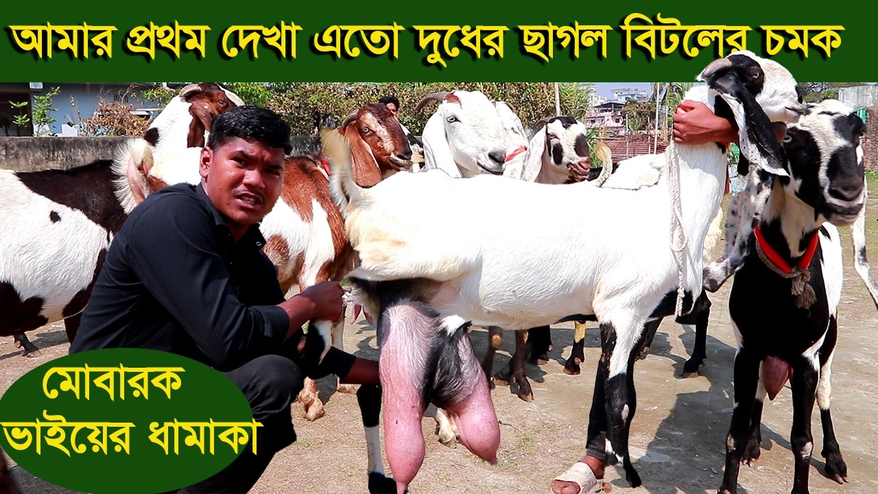 আমার প্রথম দেখা এতো দুধের ছাগল মোবারক ভাইয়ের ধামাকা বিটল ছাগল goat farm