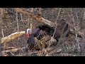 Spring Turkey Hunting - Bowhunting Turkeys 2 Toms at 10 yards