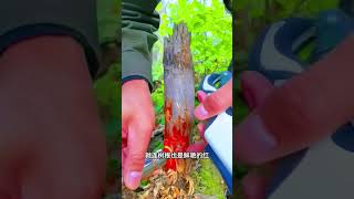 大爷上山砍柴发现一颗长满疙瘩的树