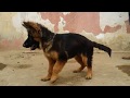 German shepherd puppy  / جراء جيرمن شيبرد لونج هير للبيع