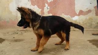 German shepherd puppy  / جراء جيرمن شيبرد لونج هير للبيع