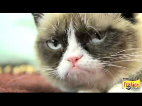 grumpy-cat-interview-2013-on-`gma`:-`no`-meme-feline`s-exclusive-vide