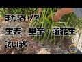 半年育てた野菜たちの成果！里芋・生姜・落花生を試しぼり！【農家の家庭菜園】