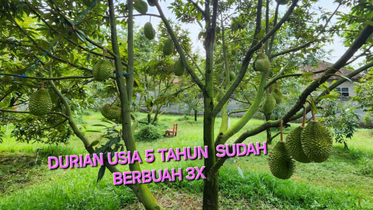 Perkembangan Kebun Durian Usia 5 Tahun