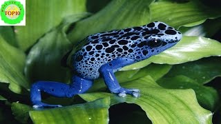 World Top 10 Weirdest Frogs