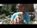 Caught On Camera - Hundreds of Homeless Puppies in This Famous Resort - Hope For Dogs Like My DoDo