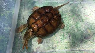 Snapping Turtle Feeding! (Crawfish)?