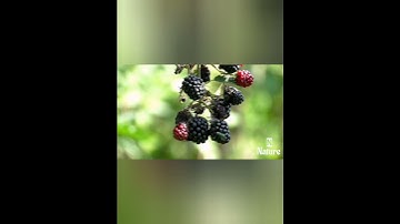 nature | Raspberry | Berry | fruit | forest | beautiful scenery | relaxing clip | EP 2 | 🍓🏞️🌄🤩😍🥰❤️💕