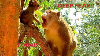 Million Pity Orphan Tobais Got Scares By Big Monkey Tajas, That He Follow After Lost Mom Toma