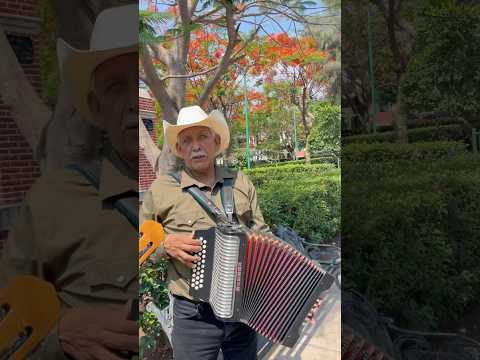 Caballo Prieto Azabache