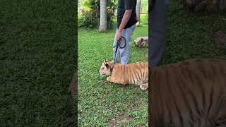 Baby Tiger Bengal #Shorts #Tiger #Animals