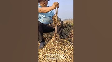 Ingenious Peanut Harvesting: Traditional Farming Techniques