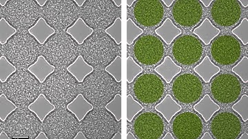 Ferromagnetic pattern in a bacterial vortex lattice