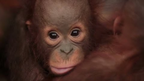 Help endangered Orangutans | The Orangutan Project
