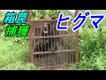 ひぐまを箱罠で捕獲しました!