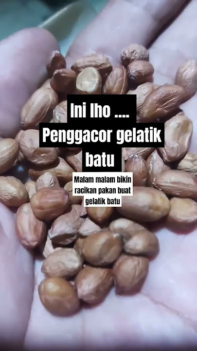 komposisi pakan burung gelatik batu #gelatikbatu #pakangelatikbatu #merawatgelatik #gelatikbatugacor