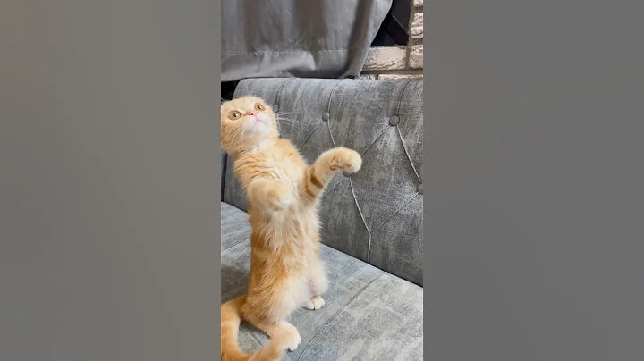 Video 4243271: kitty britishshorthair scottishfold kittens, britishshorthair scottishfold kittens cat, cat kitten munchkin britishshorthair, munchkin kitten pets cats, cute kitty scottishfold kitten, cat funny scottishfold kitten