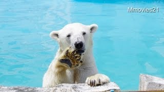 久しぶりのスイカ　相変わらず大人気~Polar Bears eat watermelon