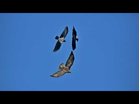Video: Mikä on pitkäjalkaisen linnun nimi?