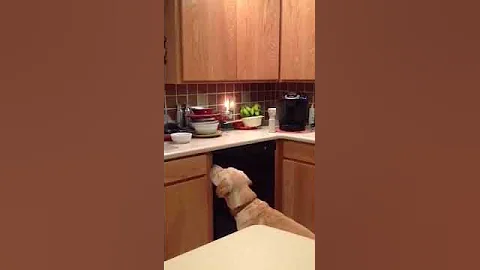 Porter with Ssscat staying off the counter