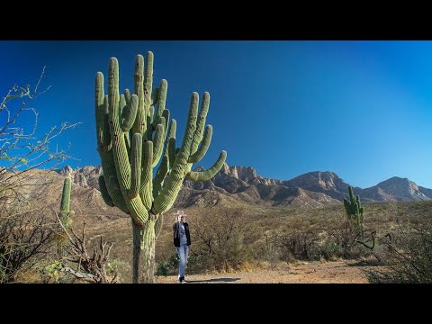 Vídeo: Saguaro - o maior cacto do mundo