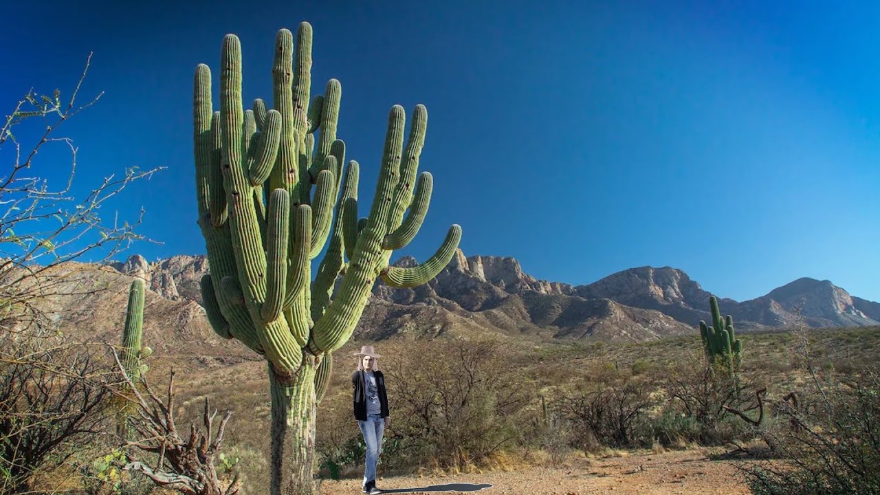 Planta cacto saguaro em fundo branco