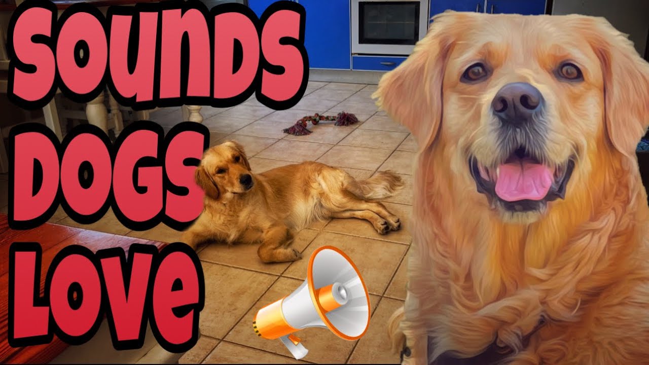 Sounds My Dogs love Sounds that Attract & Make Puppies Tilt Head