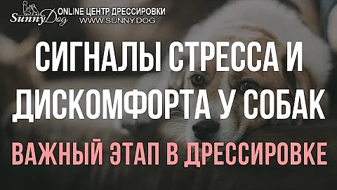 Сигналы стресса и дискомфорта у собак. Что делать, если собака боится хозяина, как наладить контакт?