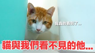 【好味小姐】貓咪看到不存在的他...真是太可怕了好味貓日常EP69