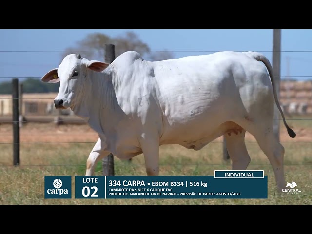 46º Mega Leilão Anual Carpa | LOTE 02