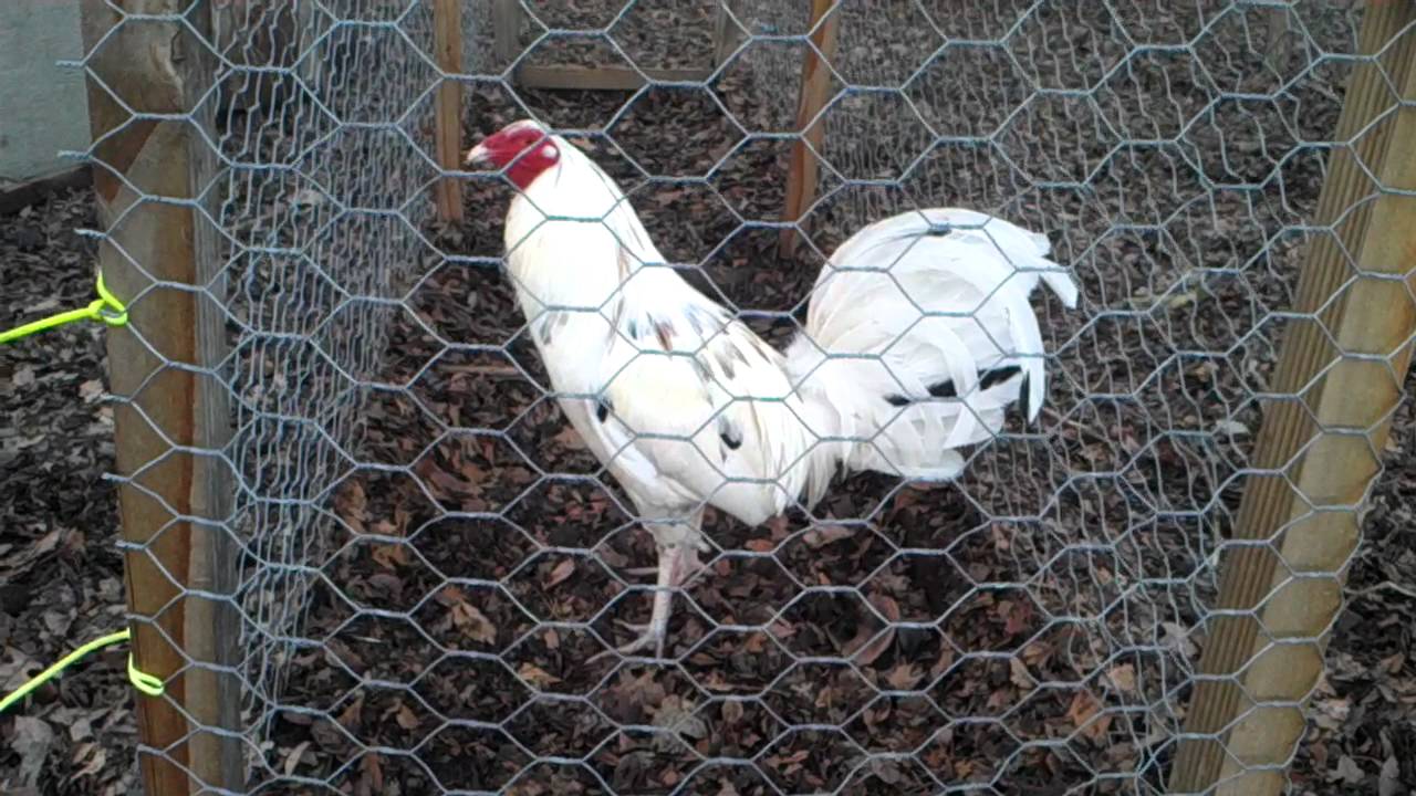 GALLO ALBANY DE DOS RAZAS DE ALBANY BLANCO Y COLORADO DEL CRIEDERO EL