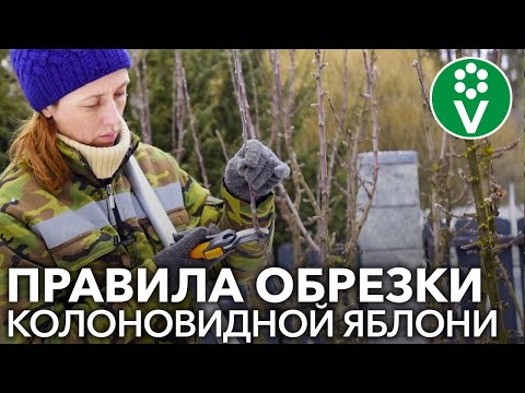 Видео: О винных яблоках: советы по выращиванию винных яблонь