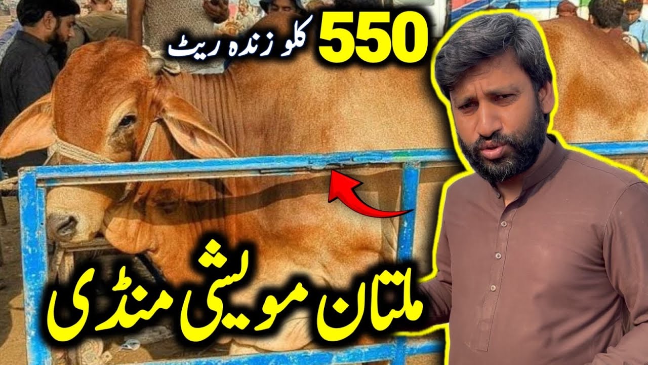 Multan Mandi Latest Updates ❤️ | Bachra Farming Business Idea 💥| Bakra Mandi Pakistan Official
