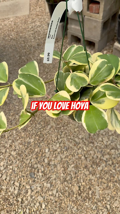 If you love then you love
