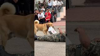 Dog🐶Ne ki Bsf Jawan👮🏻‍♂️ki madad🫶🏻🫡 #dog #dogs #shorts #dogshorts #republicday #15august #love