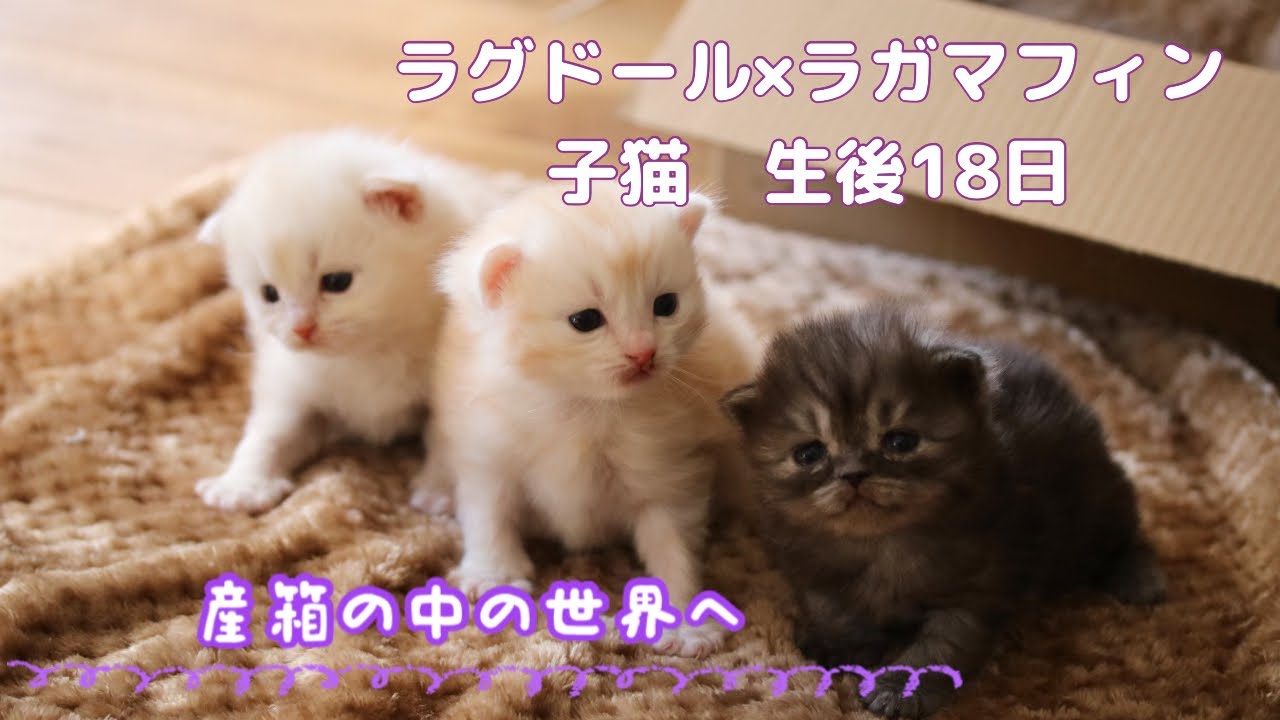 にゃばば 子猫 生後18日 お散歩 Youtube