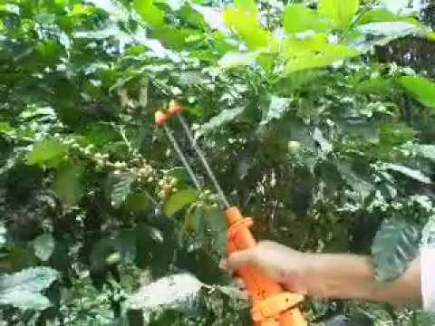 Coffee Bean Harvester Machine Coco Picker You Coffee Bean Harvester Machine Coco Picker
