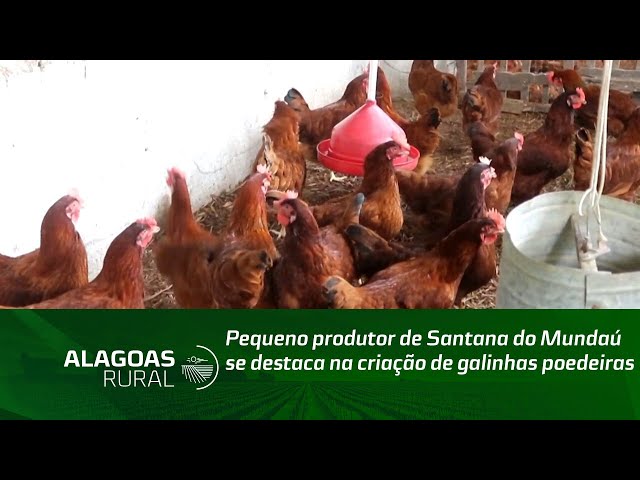 Pequeno produtor de Santana do Mundaú se destaca na criação de galinhas poedeiras