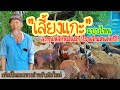 "เลี้ยงแกะ"แบบไหน ลงทุนหลักหมื่นมีกำไรหลักแสนต่อปี!!กับลุงแก่ | ตามไปเบิ่ง