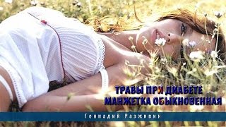 Травы при диабете. Манжетка обыкновенная