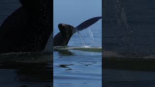 Humpback Fluking Up On Beautiful Day!