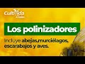 📌ÚNETE A LA ACCIÓN: &quot;CUIDEMOS A LOS POLINIZADORES&quot; 🐞🐝🪲🐝🐞🐜🪲#agro #medioambiente #polinizadores