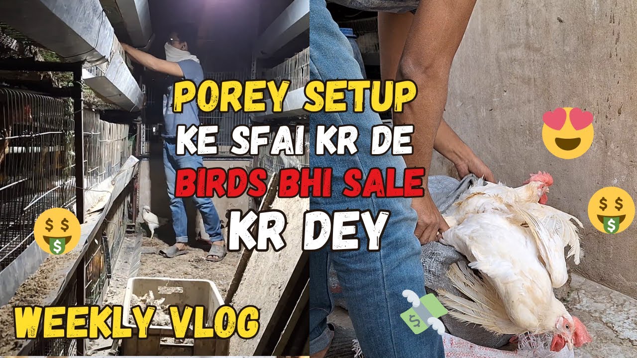Porey Farm ke Sfai Kr de Aj or Birds Bhi sale kr dey Daily farming Vlog YouTube