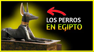 ¿Cómo se trataba a los perros en Egipto?