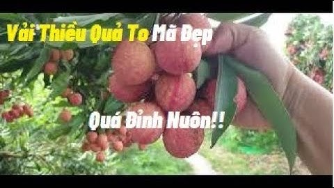 Chưa Lên Đồi  Ăn Vải Thiều Chưa Phải Ăn Vải I Núi Đồi Lục Ngạn